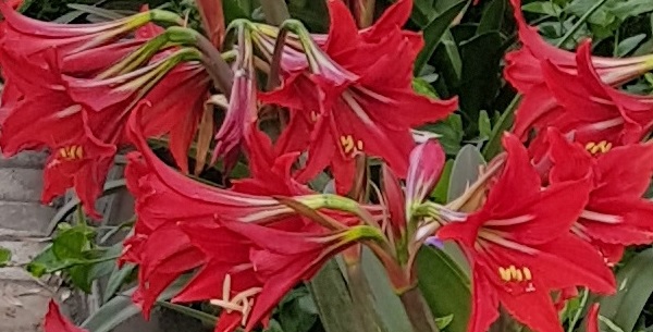 Bahçemdeki zambaklar